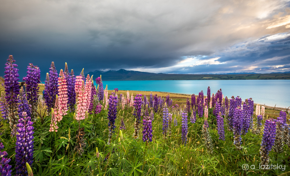 Фотографія Новая Зеландия, Южный остров / Александр Лозицкий / photographers.ua
