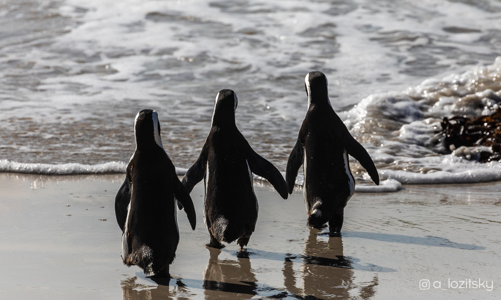 Фотографія Пингвинячья дружба) / Александр Лозицкий / photographers.ua