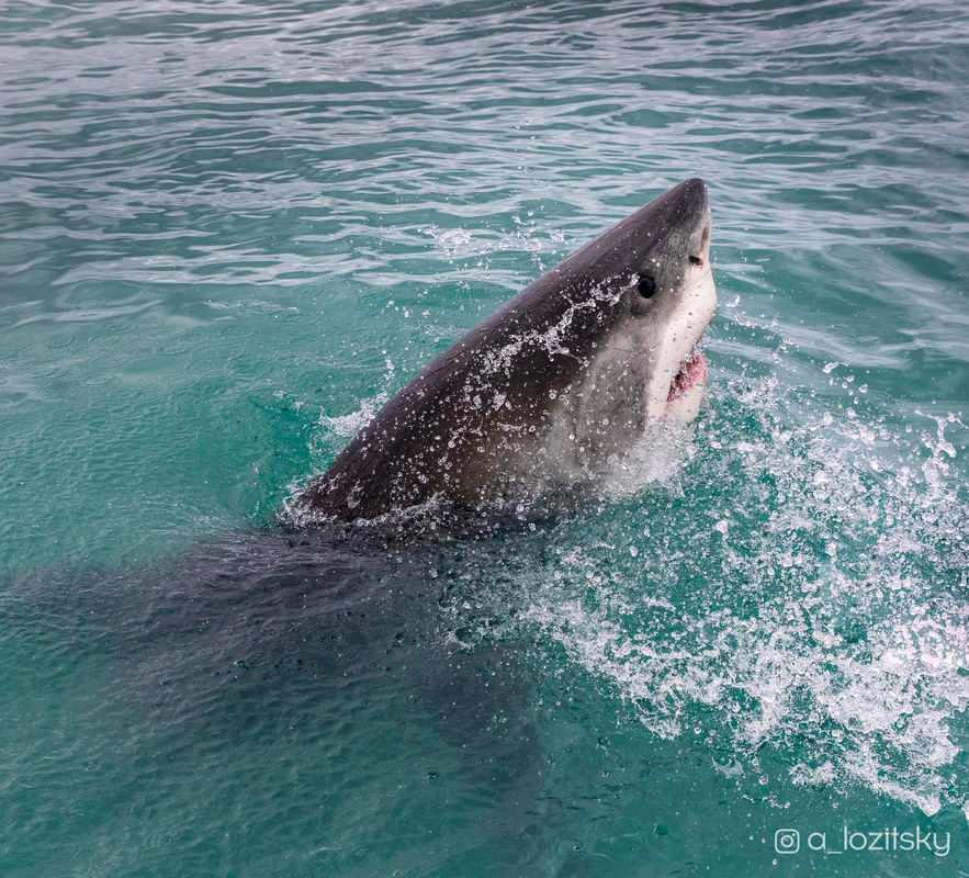 Фотографія Белая акула в поисках обеда) / Александр Лозицкий / photographers.ua