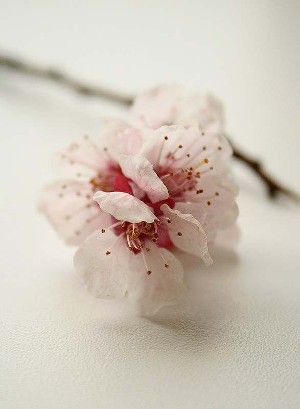 Фотографія нежность / Zhanna Safonova / photographers.ua