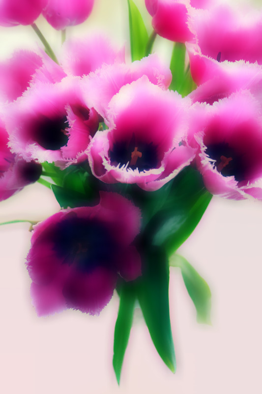 Фотографія Букет розовых Тюльпанов / Zhanna Safonova / photographers.ua
