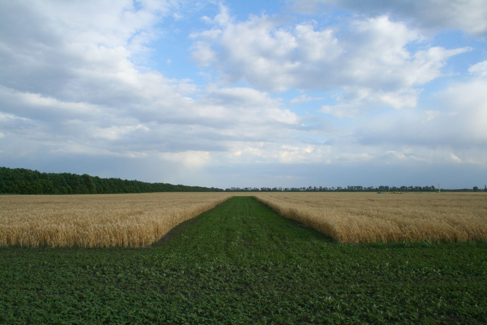 Фотографія пшеничное поле / Zhanna Safonova / photographers.ua