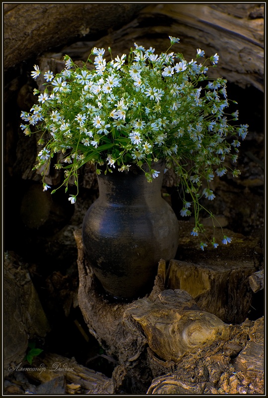 Фотографія Полевые цветы.... / Olexander Didyk / photographers.ua