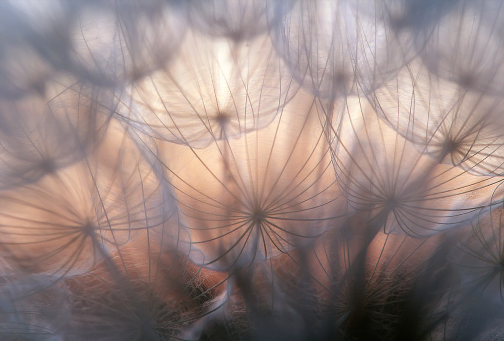 Фотографія Царство медуз... / Олександр Андрєєв / photographers.ua