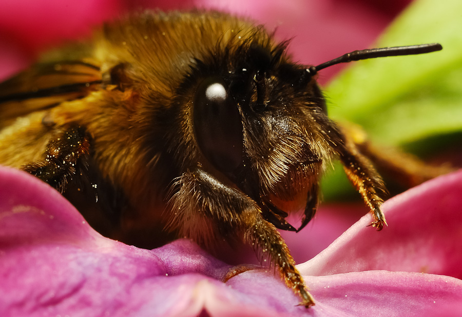 Фотографія пчела / Alex Marchuk / photographers.ua