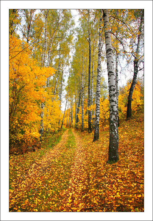 Фотографія Осень в картинках / Фотограф Строганов Алексей / photographers.ua