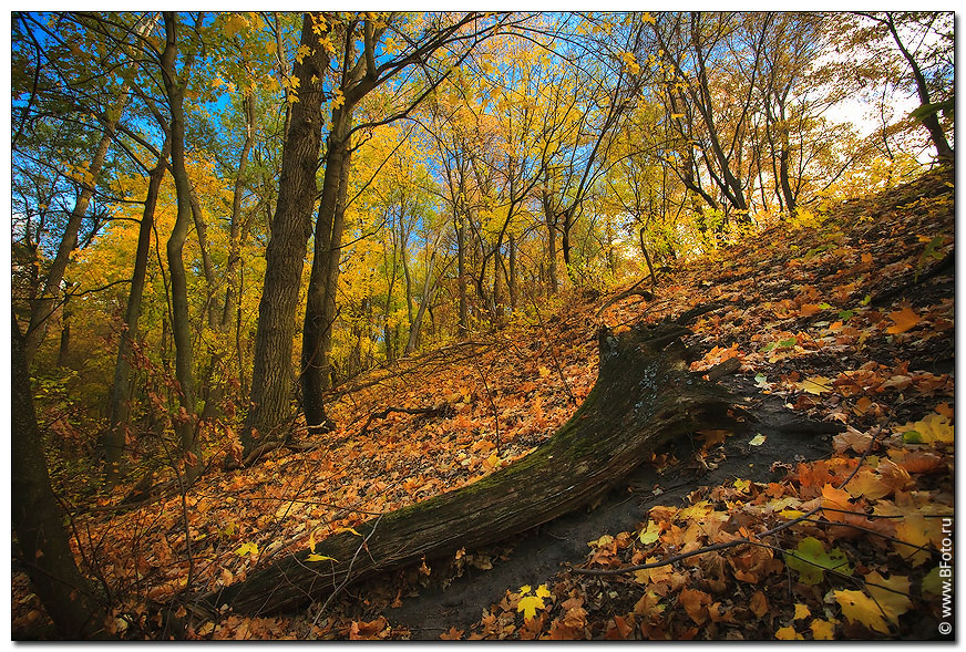 Фотографія Осенний лес / Фотограф Строганов Алексей / photographers.ua