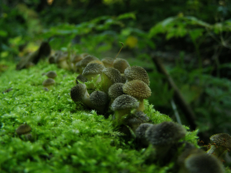 Фотографія в очереди / Yaruk / photographers.ua