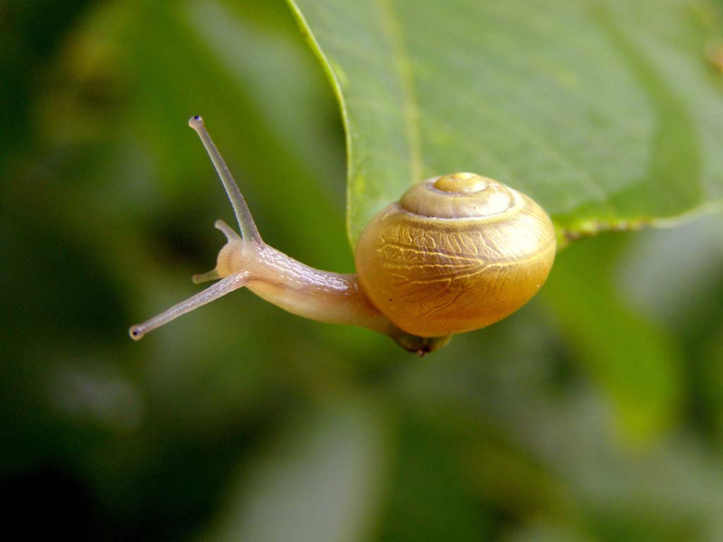 Фотографія Разное / Yaruk / photographers.ua