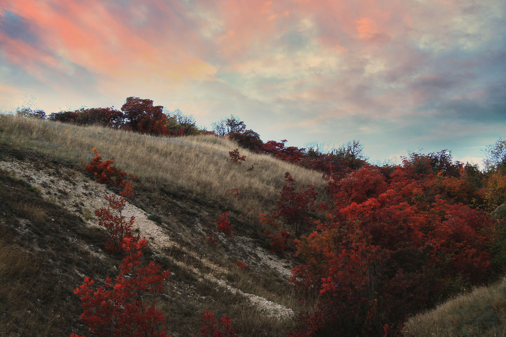 Фотографія заяча м'ята / Sashe Kultashev / photographers.ua