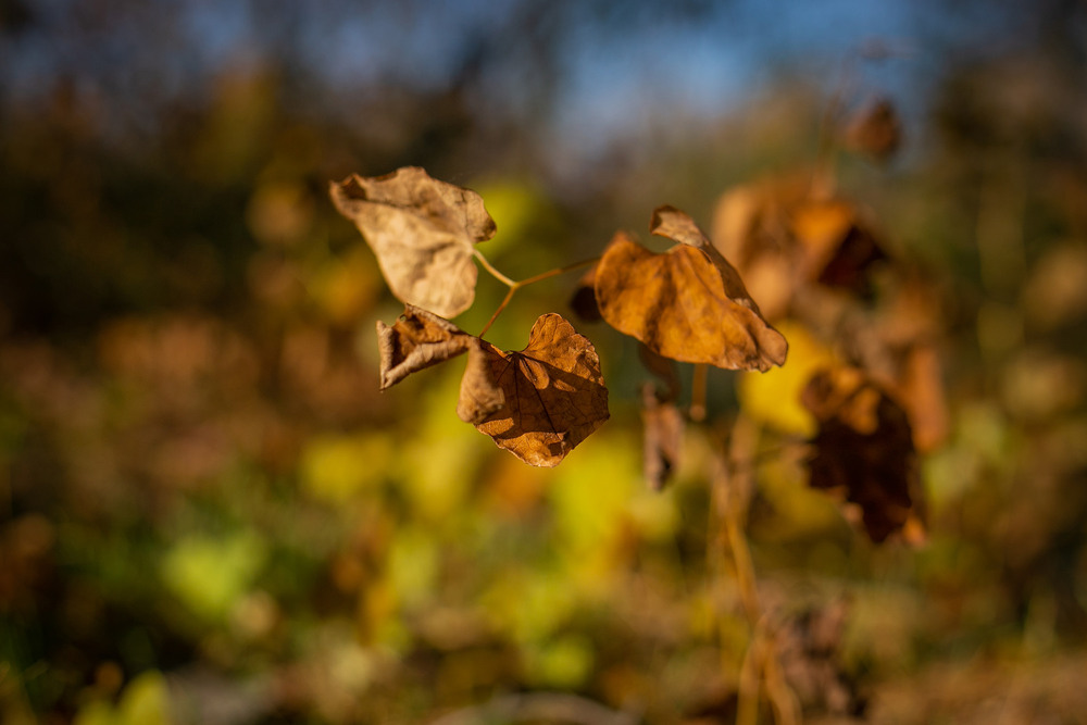 Фотографія Разное / Sashe Kultashev / photographers.ua