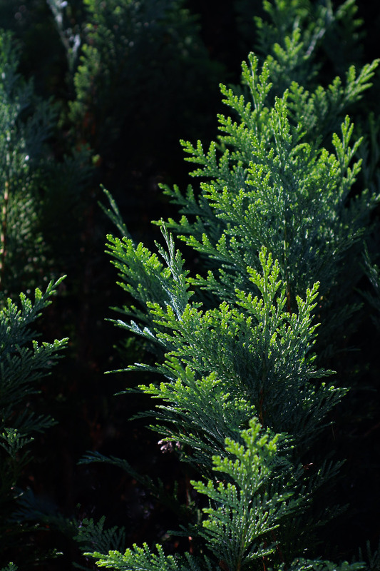 Фотографія Разное / Sashe Kultashev / photographers.ua