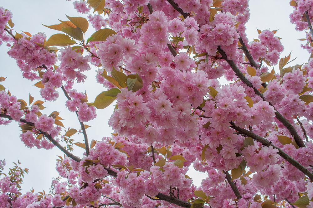 Фотографія Разное / Sashe Kultashev / photographers.ua