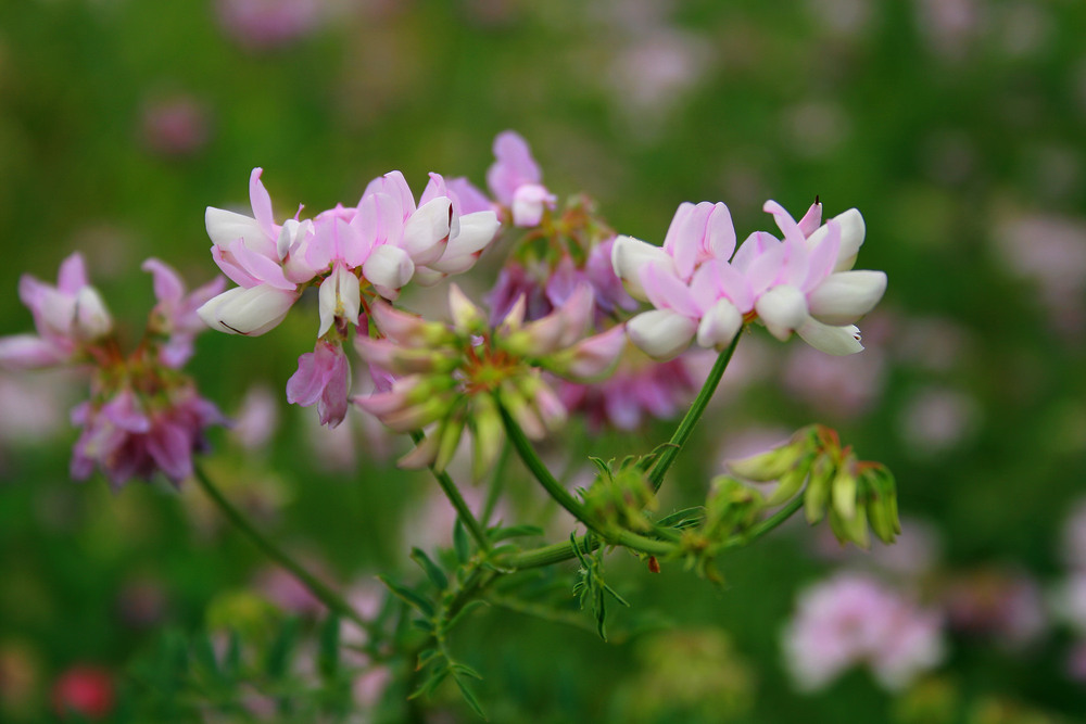 Фотографія Разное / Sashe Kultashev / photographers.ua