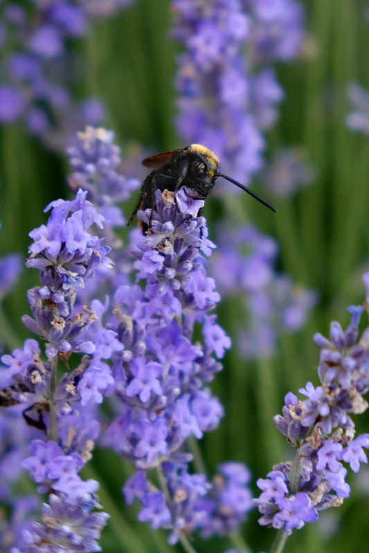 Фотографія Разное / Sashe Kultashev / photographers.ua