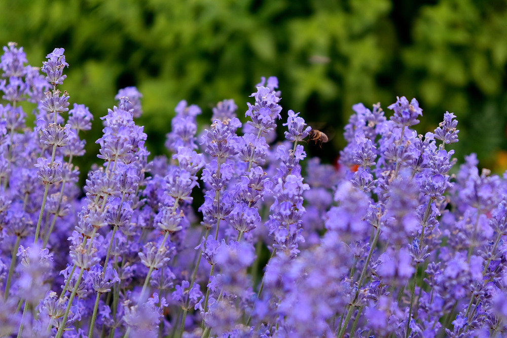 Фотографія Разное / Sashe Kultashev / photographers.ua