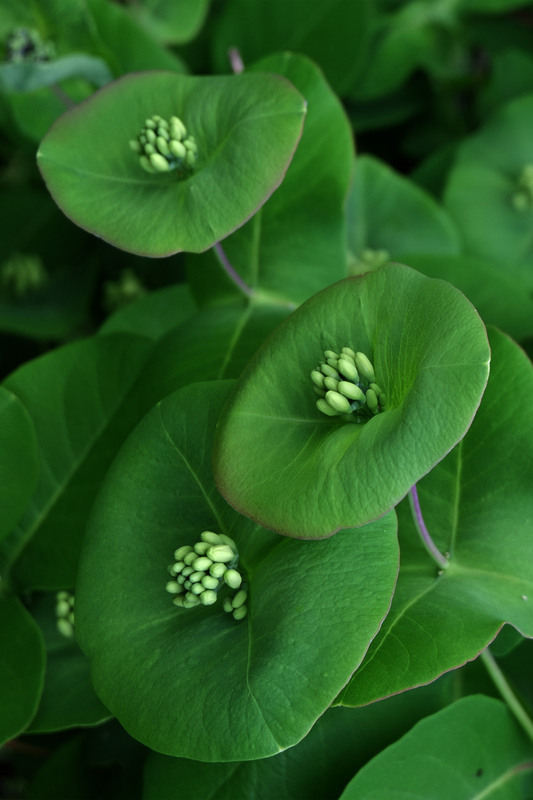 Фотографія Разное / Sashe Kultashev / photographers.ua