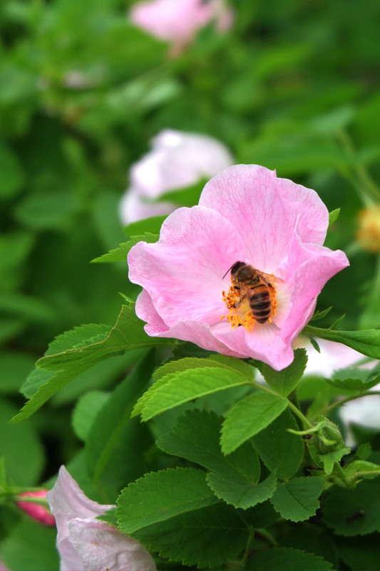 Фотографія Животные / Sashe Kultashev / photographers.ua