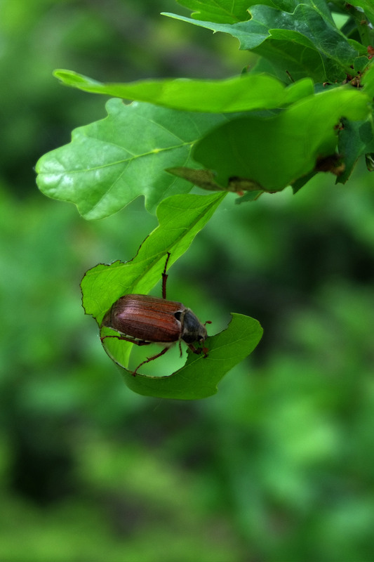 Фотографія Животные / Sashe Kultashev / photographers.ua