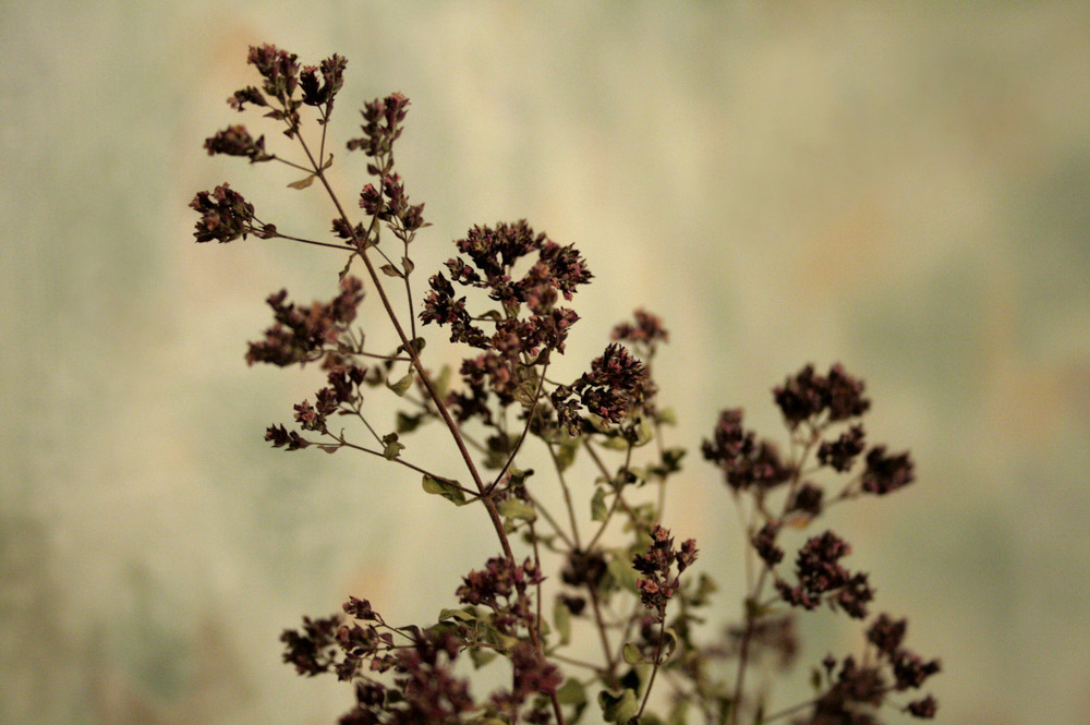 Фотографія Разное / Sashe Kultashev / photographers.ua