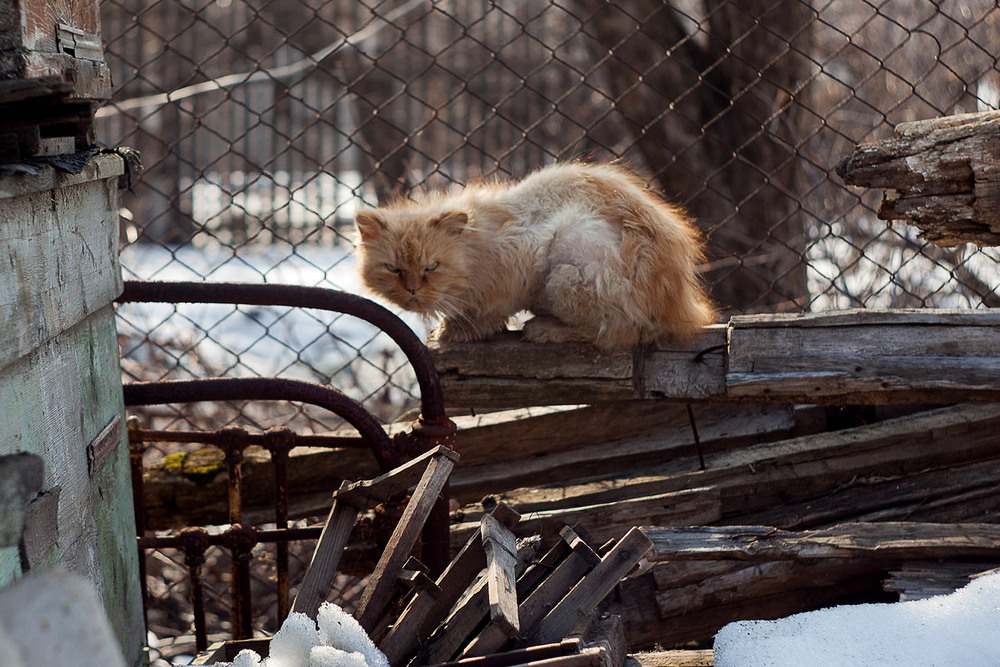 Фотографія з першим снігом / Sashe Kultashev / photographers.ua