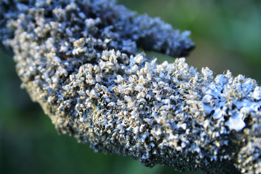 Фотографія Разное / Sashe Kultashev / photographers.ua