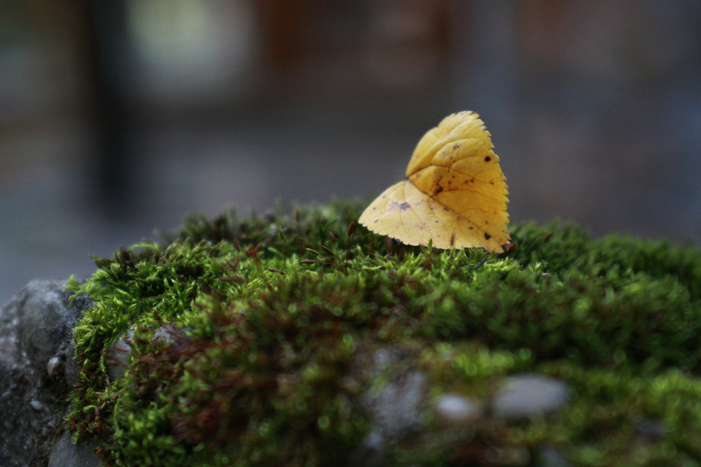 Фотографія Разное / Sashe Kultashev / photographers.ua