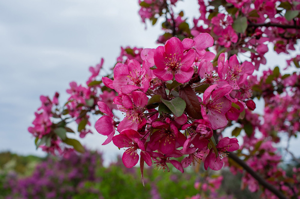 Фотографія Разное / Sashe Kultashev / photographers.ua
