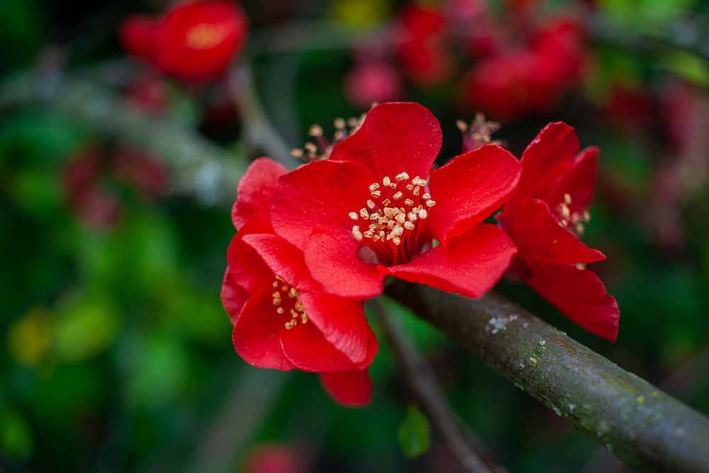 Фотографія Разное / Sashe Kultashev / photographers.ua