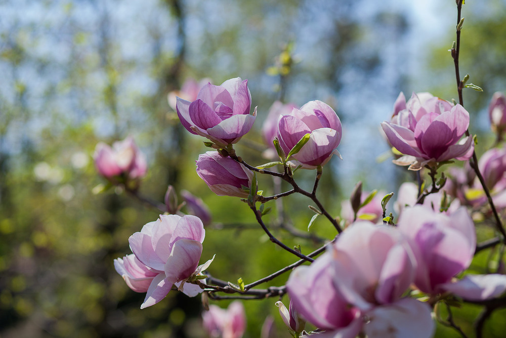 Фотографія Разное / Sashe Kultashev / photographers.ua