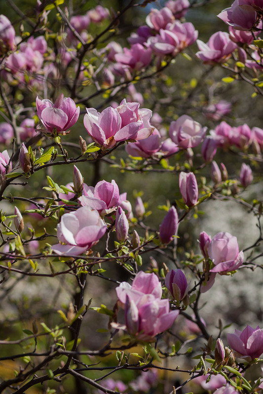 Фотографія Разное / Sashe Kultashev / photographers.ua