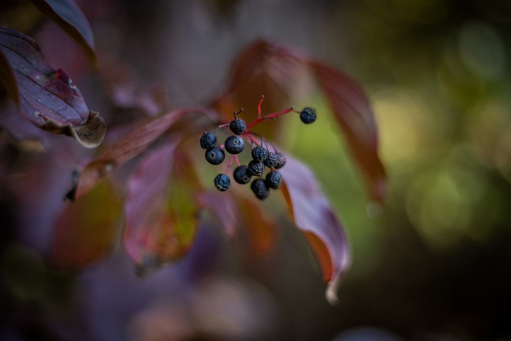 Фотографія Разное / Sashe Kultashev / photographers.ua
