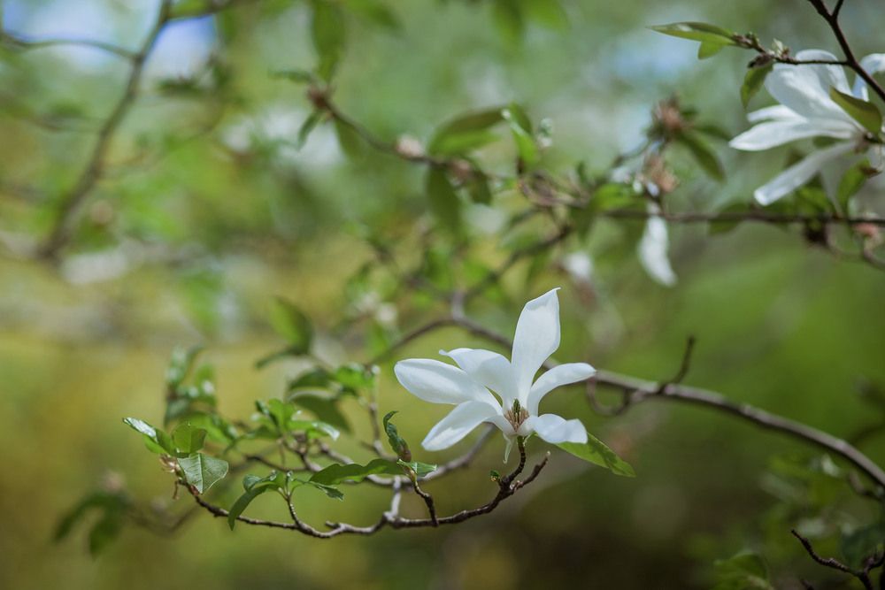 Фотографія Разное / Sashe Kultashev / photographers.ua
