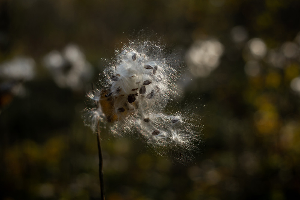 Фотографія Разное / Sashe Kultashev / photographers.ua