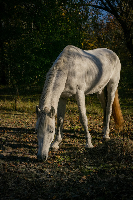 Фотографія Животные / Sashe Kultashev / photographers.ua