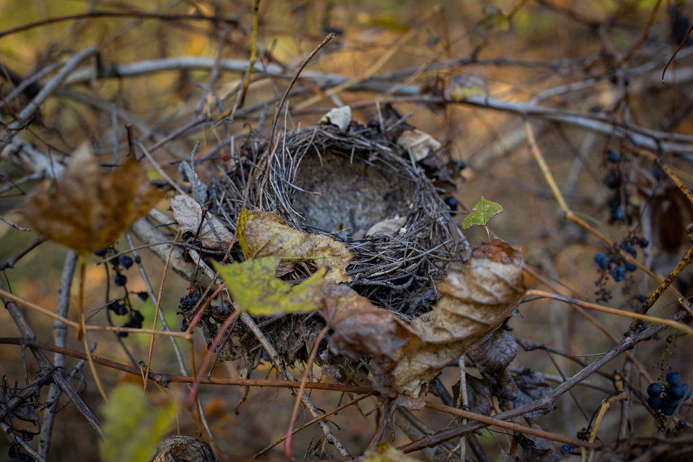 Фотографія Разное / Sashe Kultashev / photographers.ua