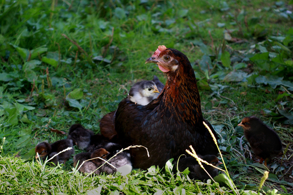 Фотографія Животные / Sashe Kultashev / photographers.ua