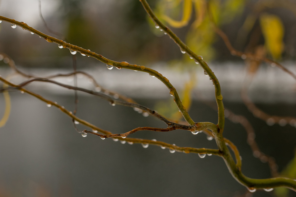 Фотографія Разное / Sashe Kultashev / photographers.ua