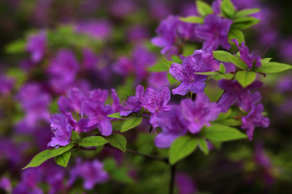 Фотографія Разное / Sashe Kultashev / photographers.ua