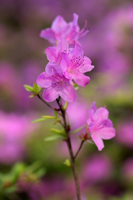 Фотографія Разное / Sashe Kultashev / photographers.ua