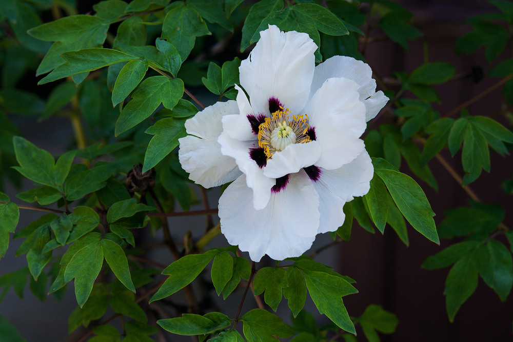 Фотографія Разное / Sashe Kultashev / photographers.ua