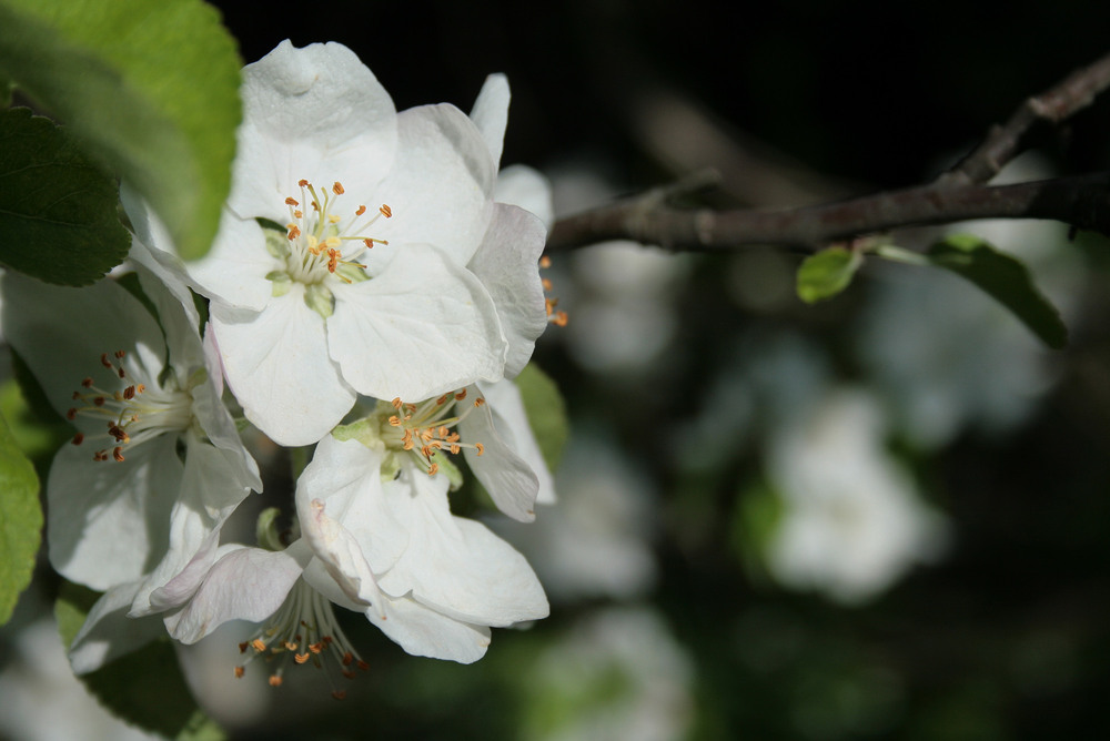 Фотографія Разное / Sashe Kultashev / photographers.ua