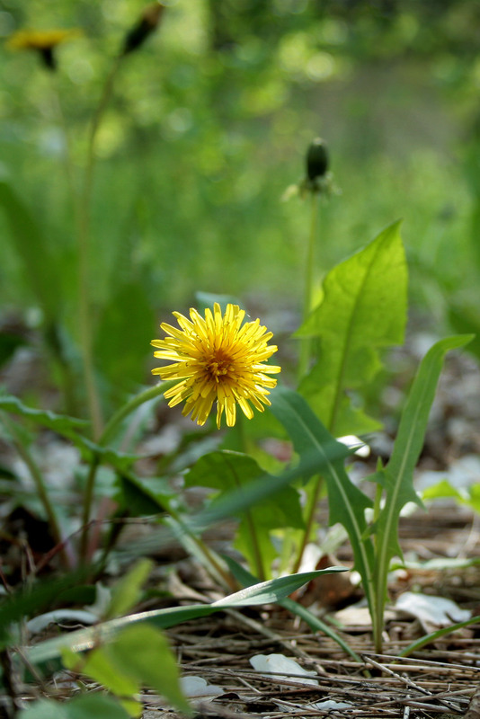 Фотографія Разное / Sashe Kultashev / photographers.ua