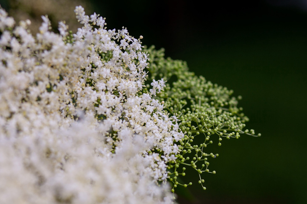 Фотографія Разное / Sashe Kultashev / photographers.ua