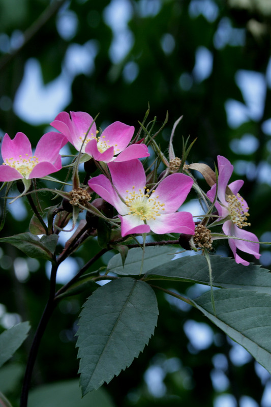 Фотографія Разное / Sashe Kultashev / photographers.ua
