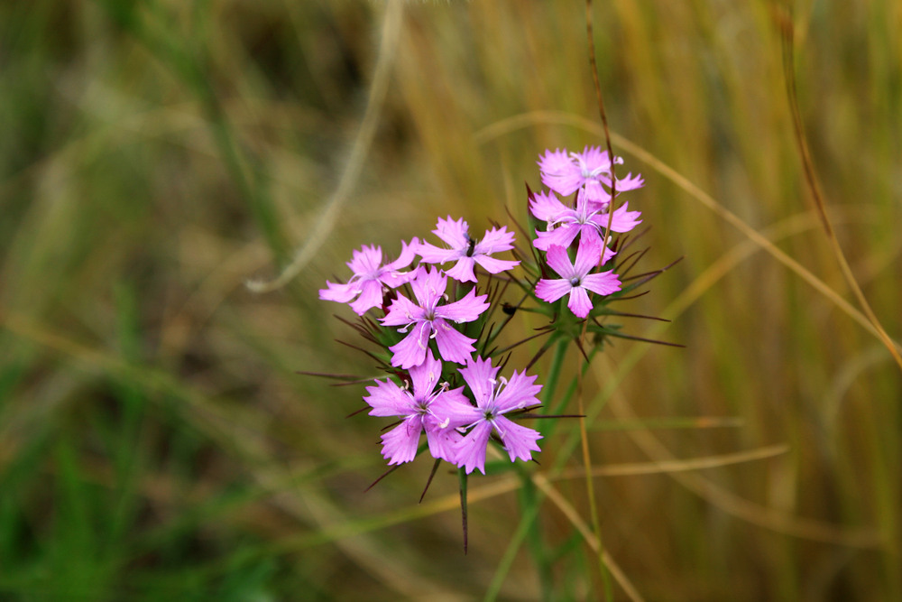 Фотографія Разное / Sashe Kultashev / photographers.ua