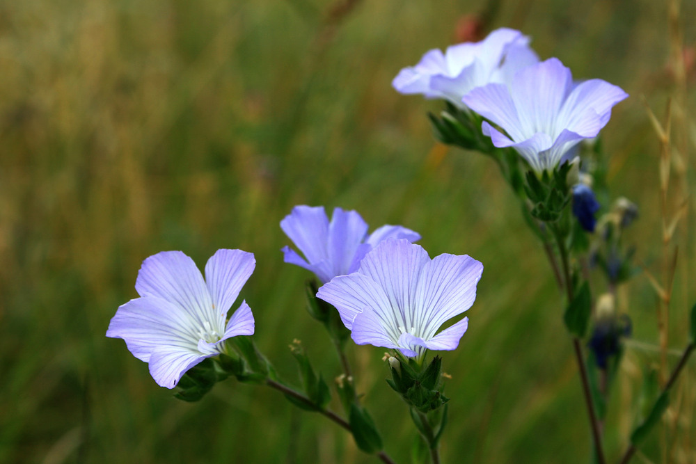 Фотографія Разное / Sashe Kultashev / photographers.ua