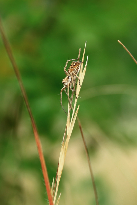 Фотографія Животные / Sashe Kultashev / photographers.ua