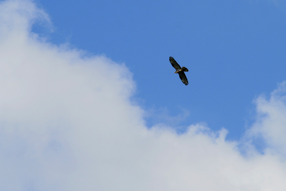 Фотографія Животные / Sashe Kultashev / photographers.ua