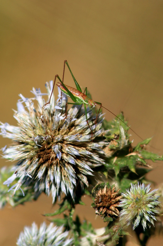 Фотографія Разное / Sashe Kultashev / photographers.ua